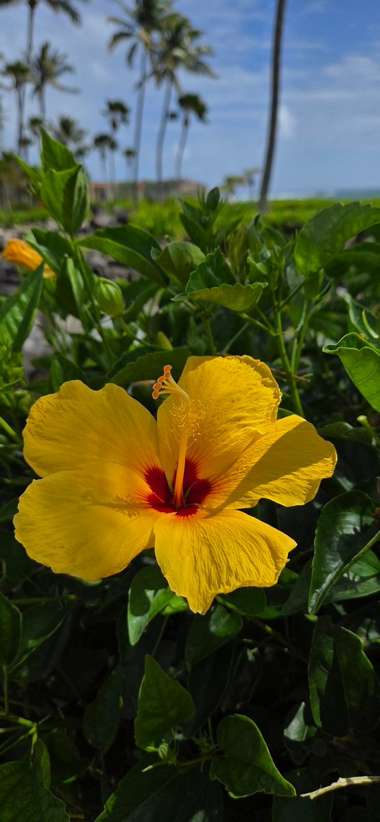 Poe Aloha tweet media