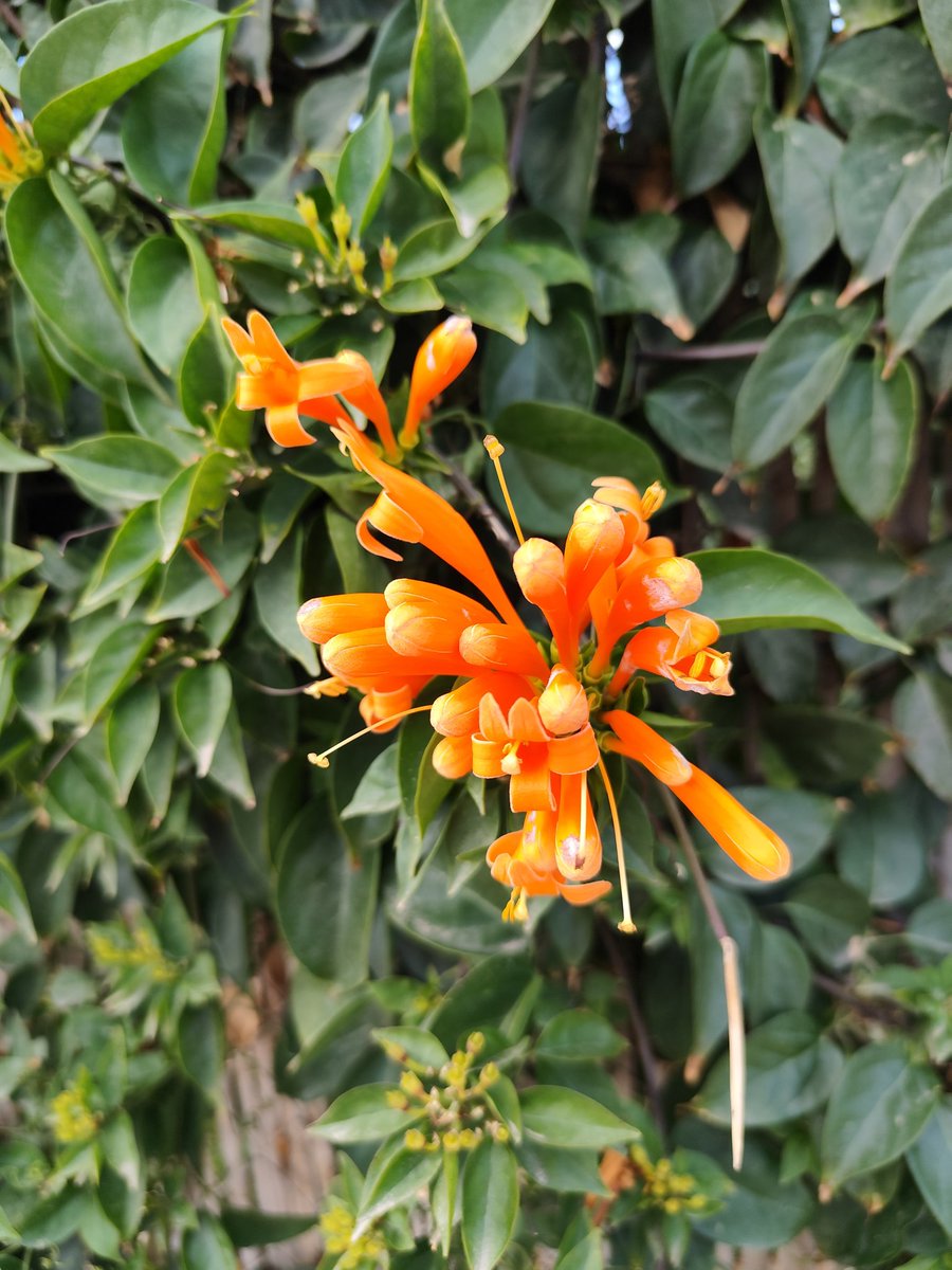 OKCarolus's tweet photo. Bignonia de invierno, una planta muy llamativa por su intenso color anaranjado y que se adapta muy bien al clima de #Almería: para florecer necesita altas dosis de radiación solar y, si es invierno, poco riego
📍Vista en #Pechina https://t.co/tCE3vavhIl