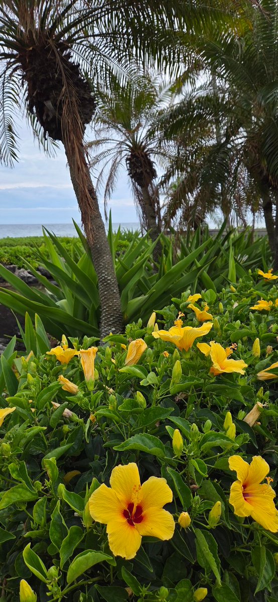 Poe Aloha tweet media