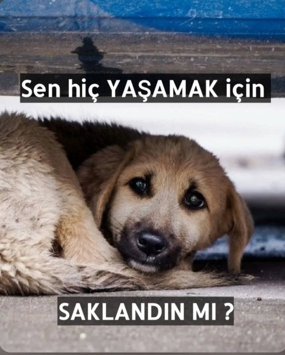 🐈⬛🦮Ayşegül Açıkgöz🐕🐈🐈⬛ tweet media