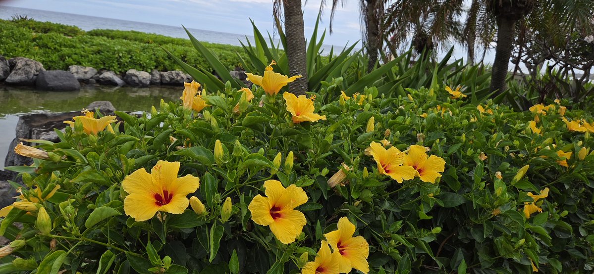 Poe Aloha tweet media