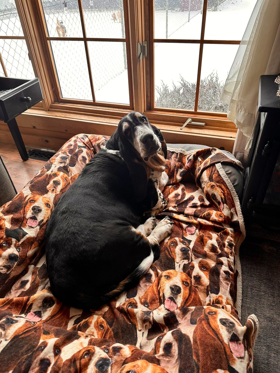 MocklerBassets's tweet image. BIG #Snowstorm at our house in #Wisconsin, but that’s not stopping #MocklerBassets. Well, except Jack, he’s inside watching golf with John.