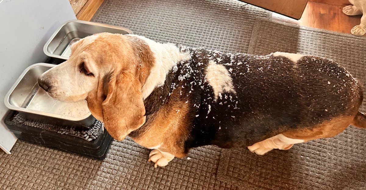 MocklerBassets's tweet image. BIG #Snowstorm at our house in #Wisconsin, but that’s not stopping #MocklerBassets. Well, except Jack, he’s inside watching golf with John.