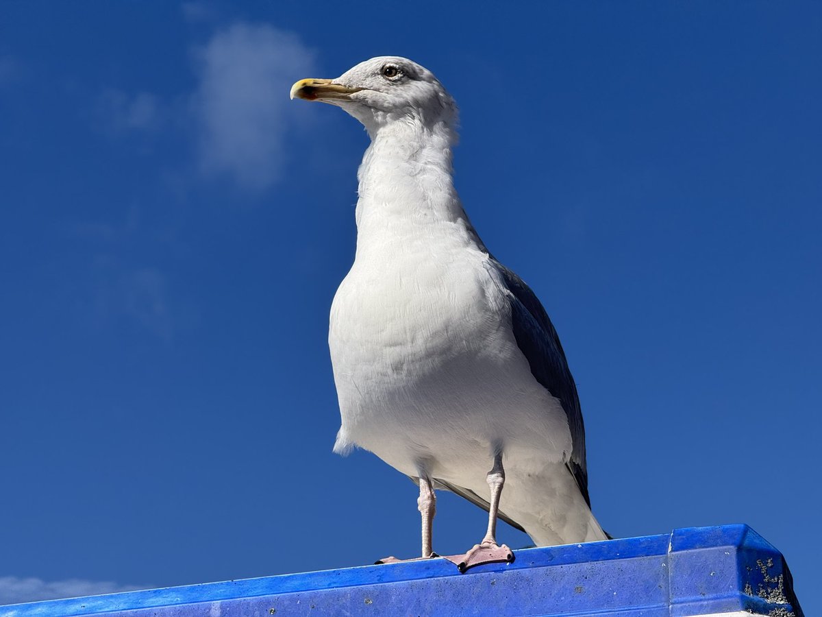 eugyppius tweet media