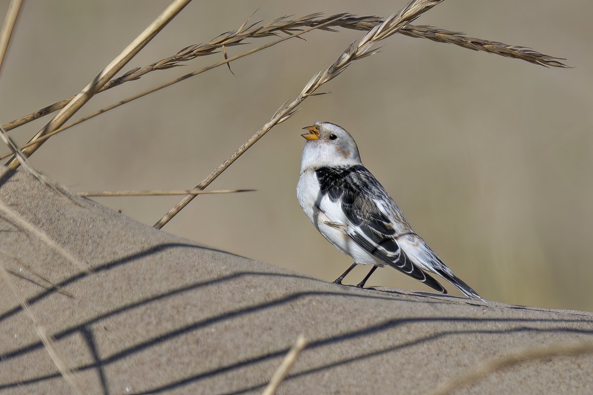 Brian Martin tweet media