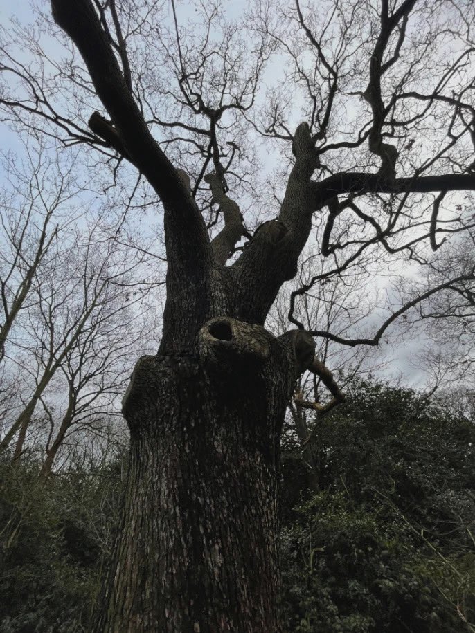 Hookland tweet media