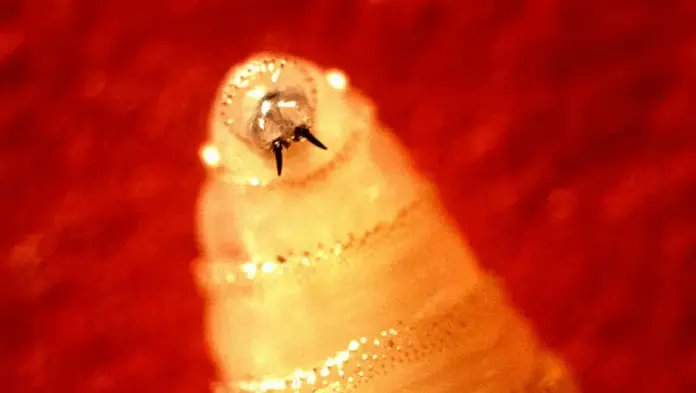 📢⚠️Detectan en #Puebla primer caso humano de #gusanobarrenador 👇
contrastesdepuebla.mx/detectan-en-pu…