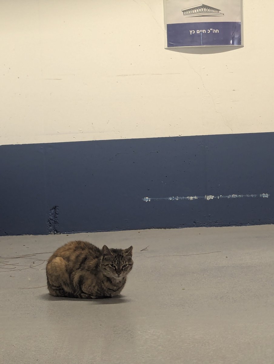 Ariel Greisas tweet media