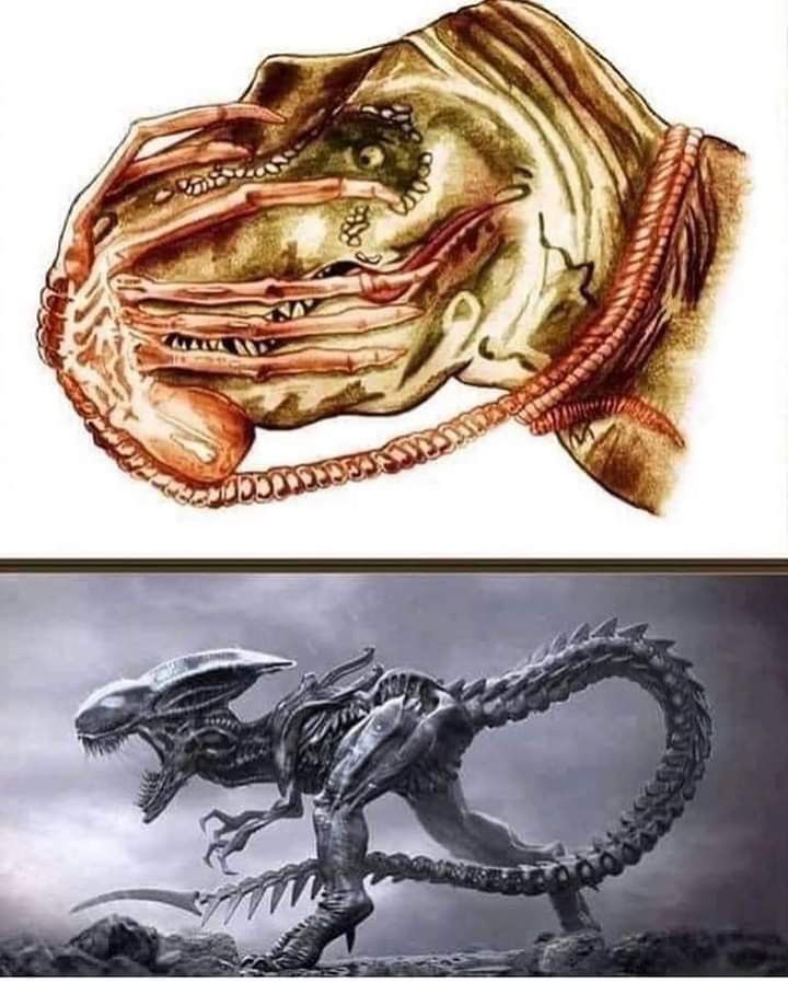 AvP Odyssey (☥𝐃𝐁) tweet media