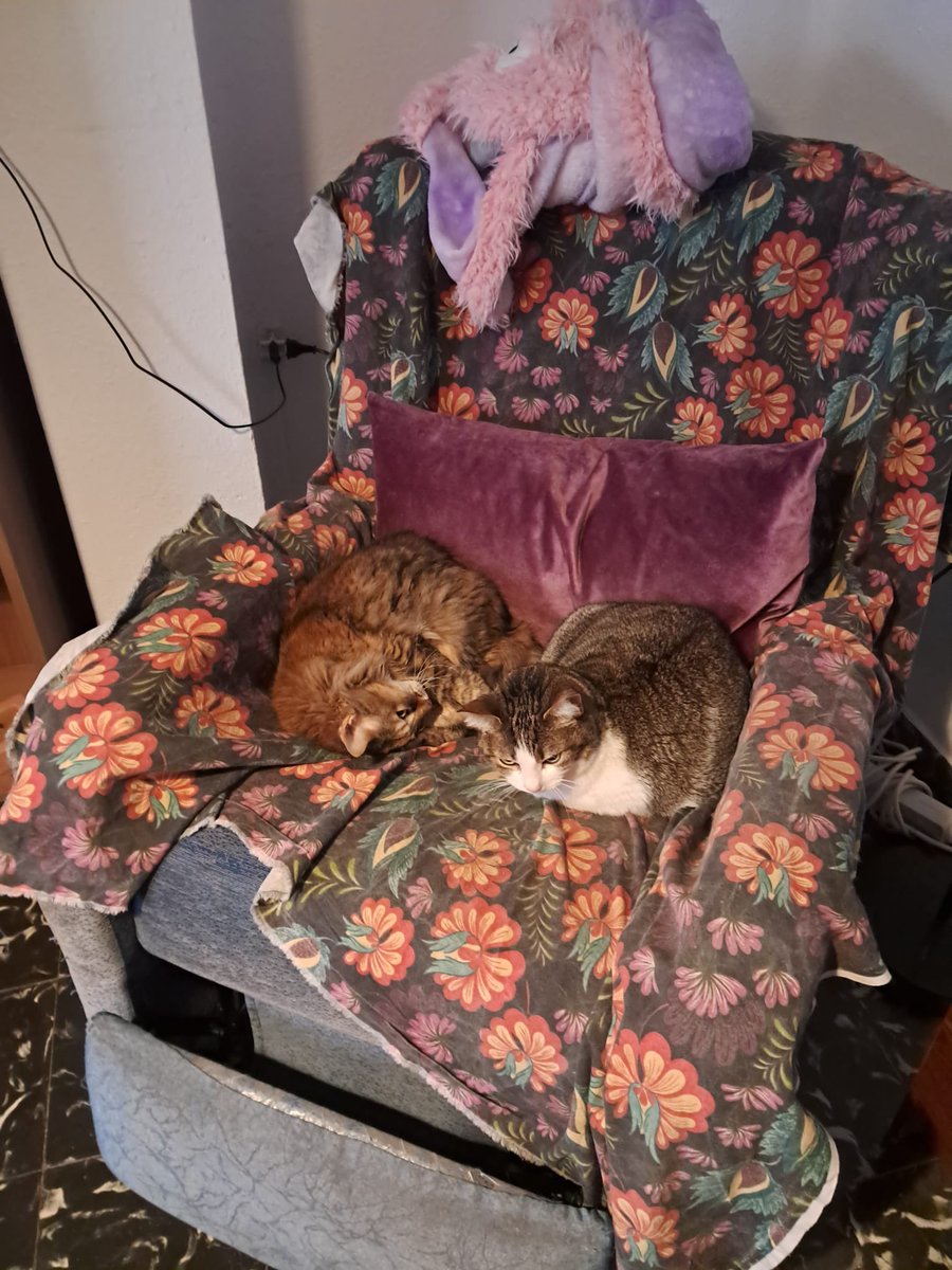 Refugi Els Àngels tweet media