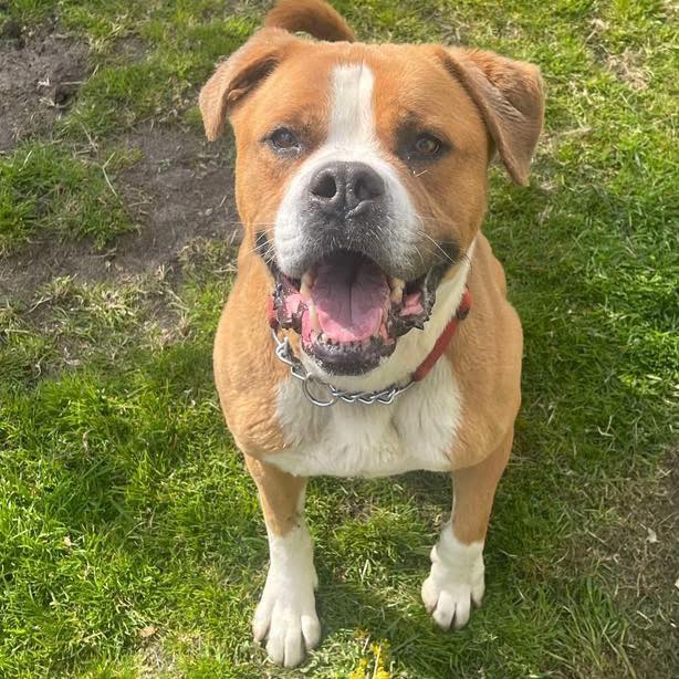 rescuedoggypaws's tweet image. Is Tobi who you are looking for?  He's currently in #Lancashire and looking for his forever family
He is a boxer x staffy and is VERY typical of both breeds! No toy will survive in the paws of Tobi for longer than 5 seconds
dogonastring@hotmail.co.uk
#Preston #Blackpool #Preesall