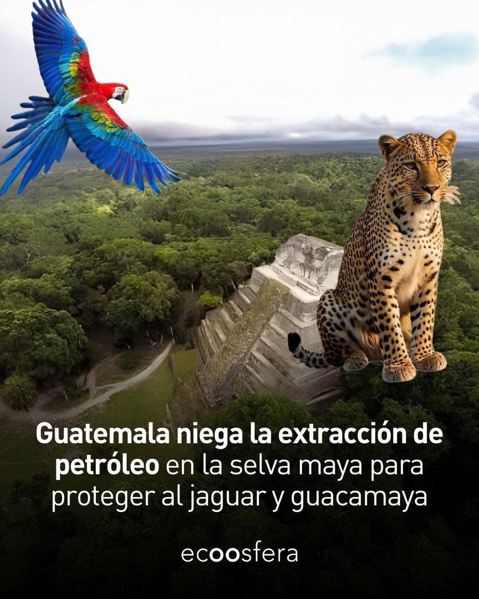 Jaguares y Guacamayas serán protegidad por Guatemala y ¡lo celebramos! 🤩
El Gobierno de Guatemala anunció que no permitirá la extracción de petróleo en partes de la Reserva de la Biosfera Maya, una de las joyas naturales más importantes de Centroamérica y reconocida por la