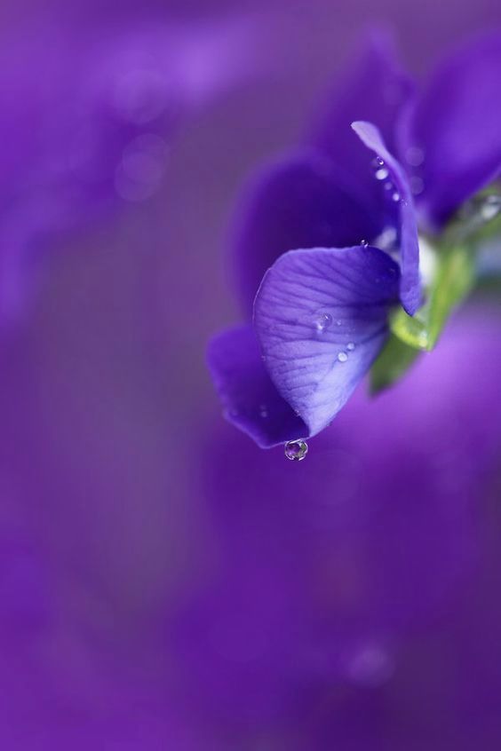 sonjahaxhiaendi's tweet photo. Anche i fiori , gli alberi,noi ,  a primavera scriviamo poesie.

Per dire: che tutto che circonda a noi , dentro in se, ha la sua poesia. https://t.co/d9I1prGbYq