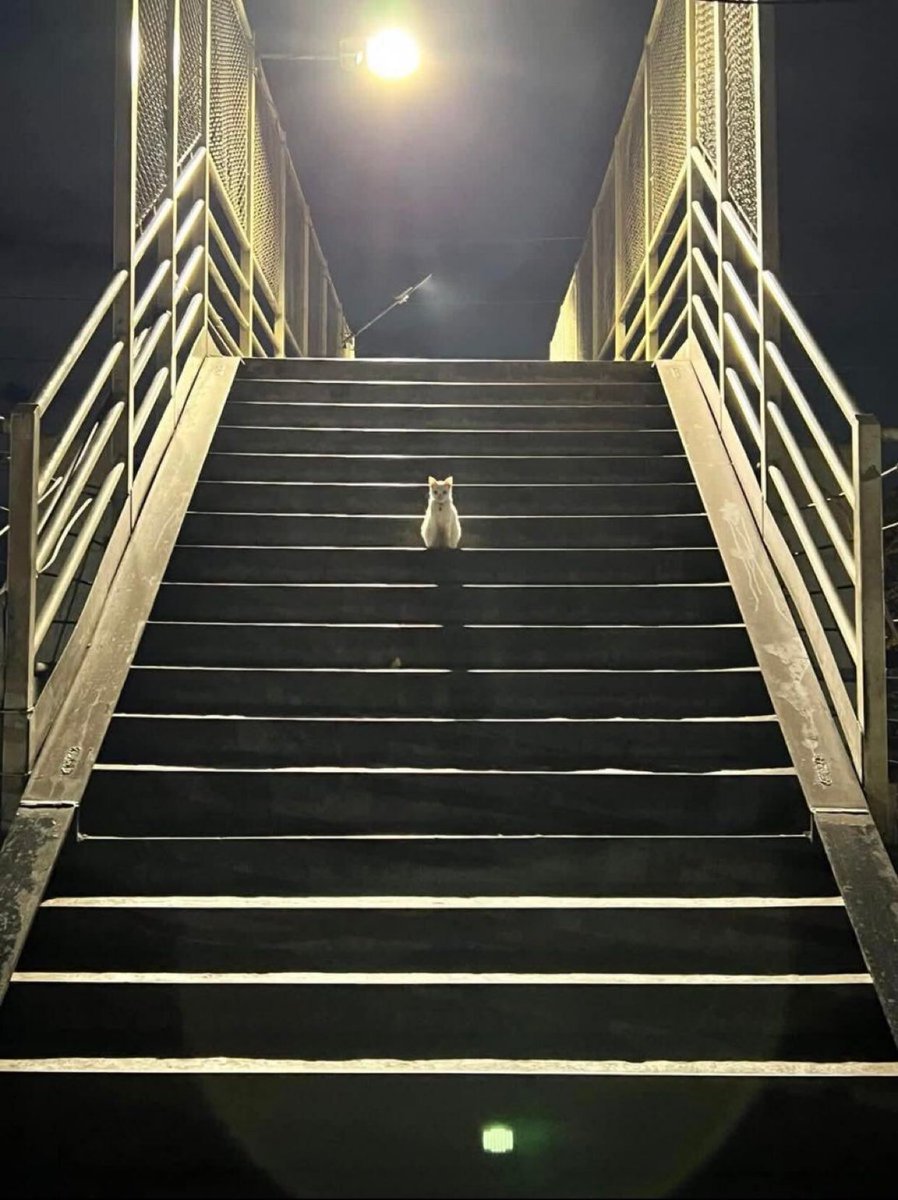 WeAssessCats's tweet photo. final boss https://t.co/V7d8ZvHspo