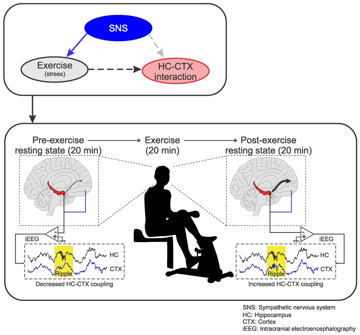 KulikovUNIATF's tweet image. New research shows that a single session of #exercise changes how human brain 🧠 communicates at millisecond level. 

Using intracranial EEG in epilepsy patients, researchers found that light-to-moderate exercise increased ripple events - fast oscillations critical for memory -