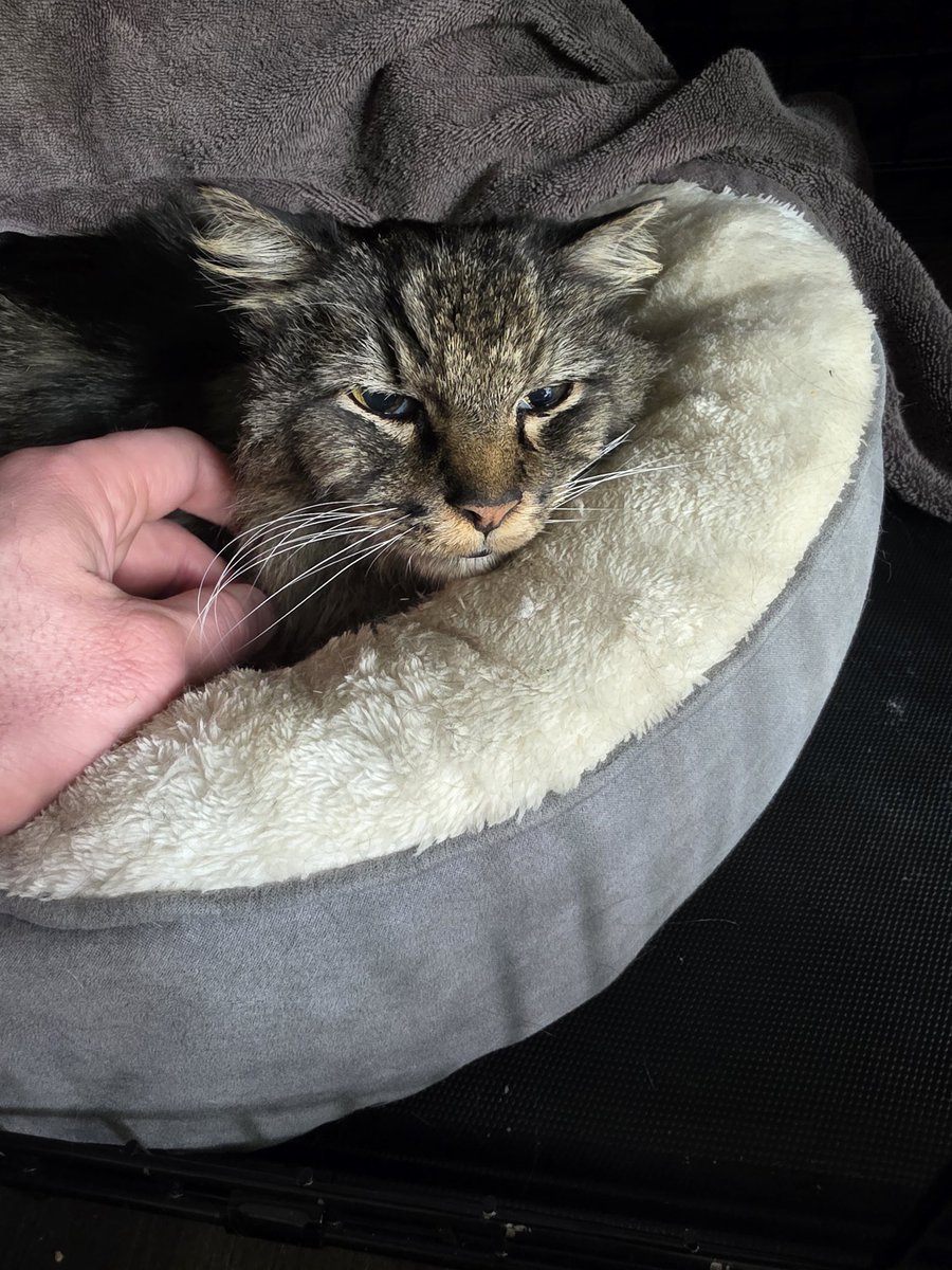 FightinCowboy tweet media