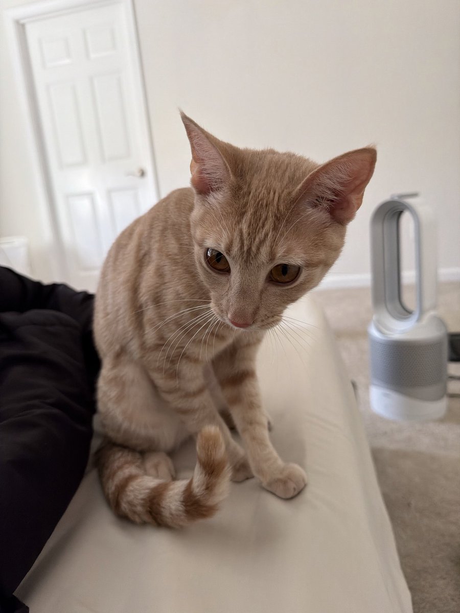 simon.base.eth tweet media