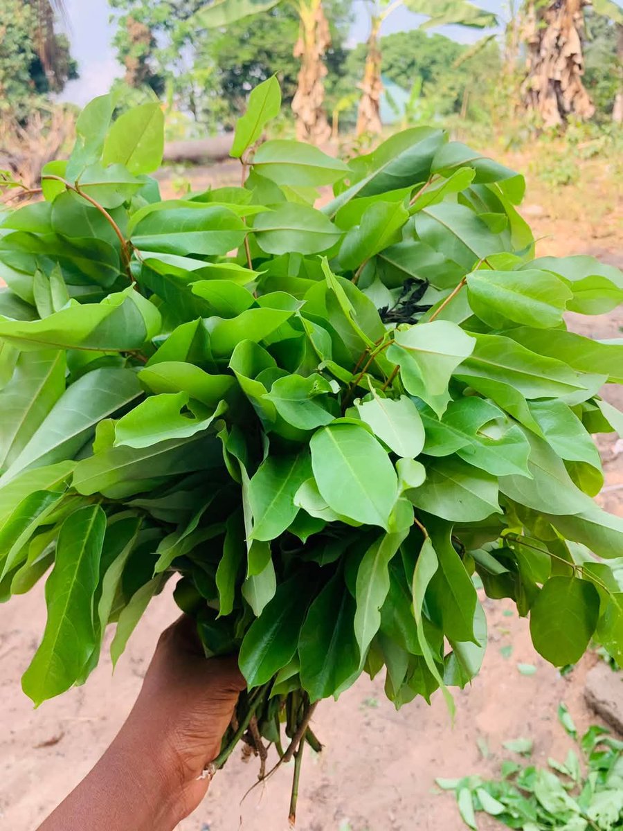 Ada Ezeagu ❤️ tweet media