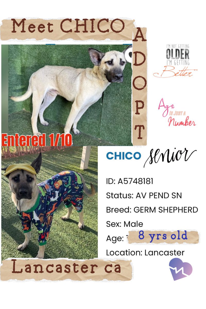 SarahjaneGille1's tweet image. CHICO UNDER 200 VIEWS ~ ‼️🆘~ MORE MISSION SAVE CHICO  #RESCUES 🙏in LosAngeles #GreatLosAngelesDog #SaveChico #LADogSaveChico #AdoptChico #LASTARSADOPT #RescueChico #FosterChico #LADogAdoptChico by the #GRACEOFGOD ALIVE 🙏🙏MAR.14 ENTERED JAN.10 🆘HOW NOT ADOPTED ~CRITICAL