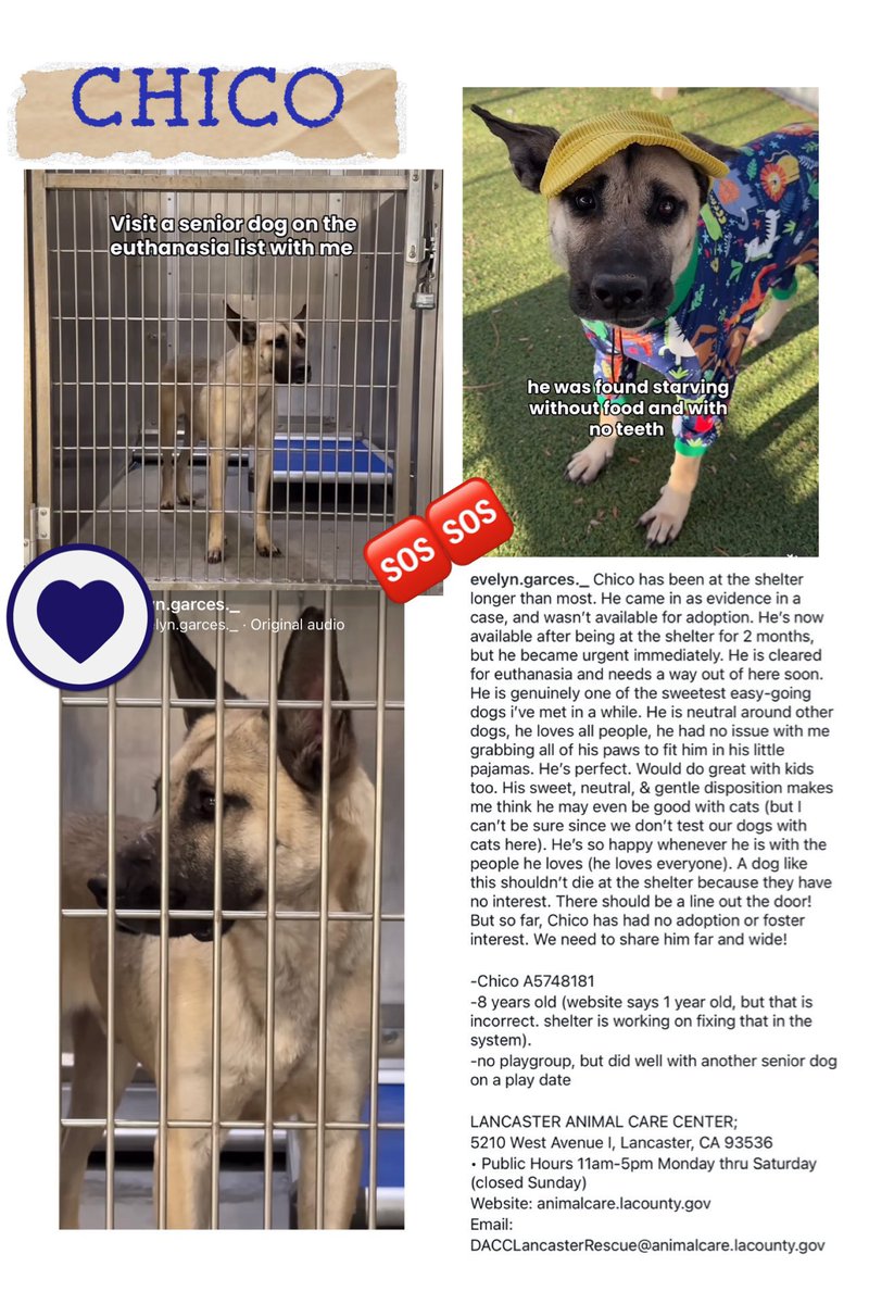 SarahjaneGille1's tweet image. CHICO UNDER 200 VIEWS ~ ‼️🆘~ MORE MISSION SAVE CHICO  #RESCUES 🙏in LosAngeles #GreatLosAngelesDog #SaveChico #LADogSaveChico #AdoptChico #LASTARSADOPT #RescueChico #FosterChico #LADogAdoptChico by the #GRACEOFGOD ALIVE 🙏🙏MAR.14 ENTERED JAN.10 🆘HOW NOT ADOPTED ~CRITICAL