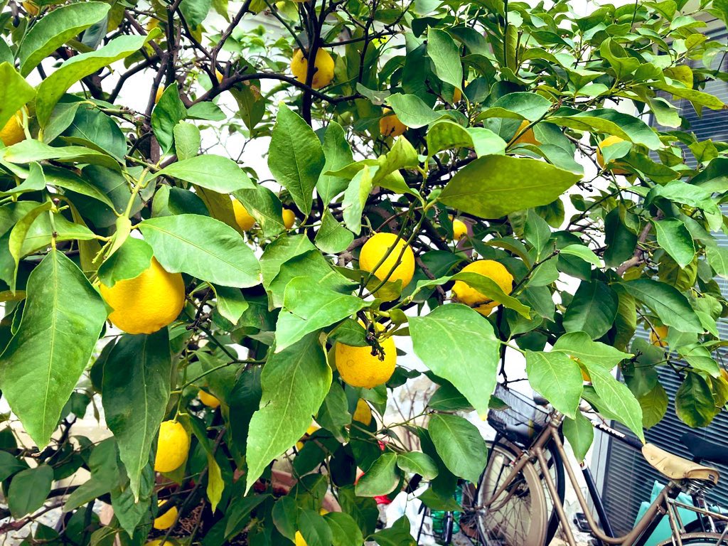rossellaronconi's tweet photo. I limoni 🍋, simbolo di solarità e asprezza mediterranea, sono   fragranza e vera meraviglia 🫢 nel giardino di mia sorella 🏠 
#agrumi #limoni #giardino https://t.co/jdCBo8wakd