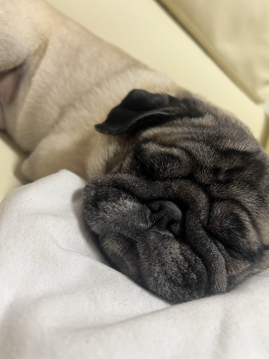 ミニブタのあぽこちぃ tweet media