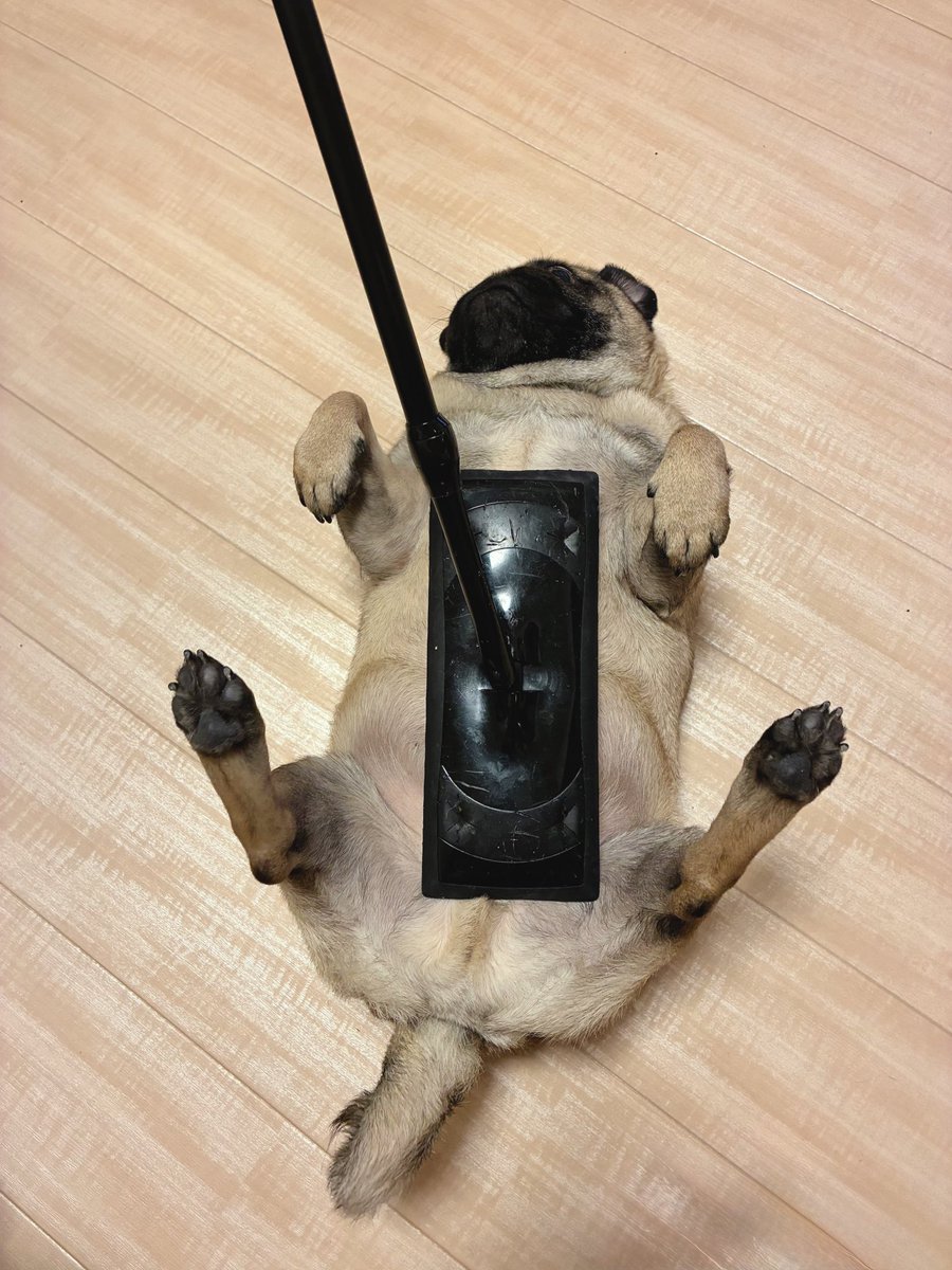 pugnopepechan's tweet photo. クイックルワイパーの邪魔ばかりするので捕獲 https://t.co/fkwEHBwQsw