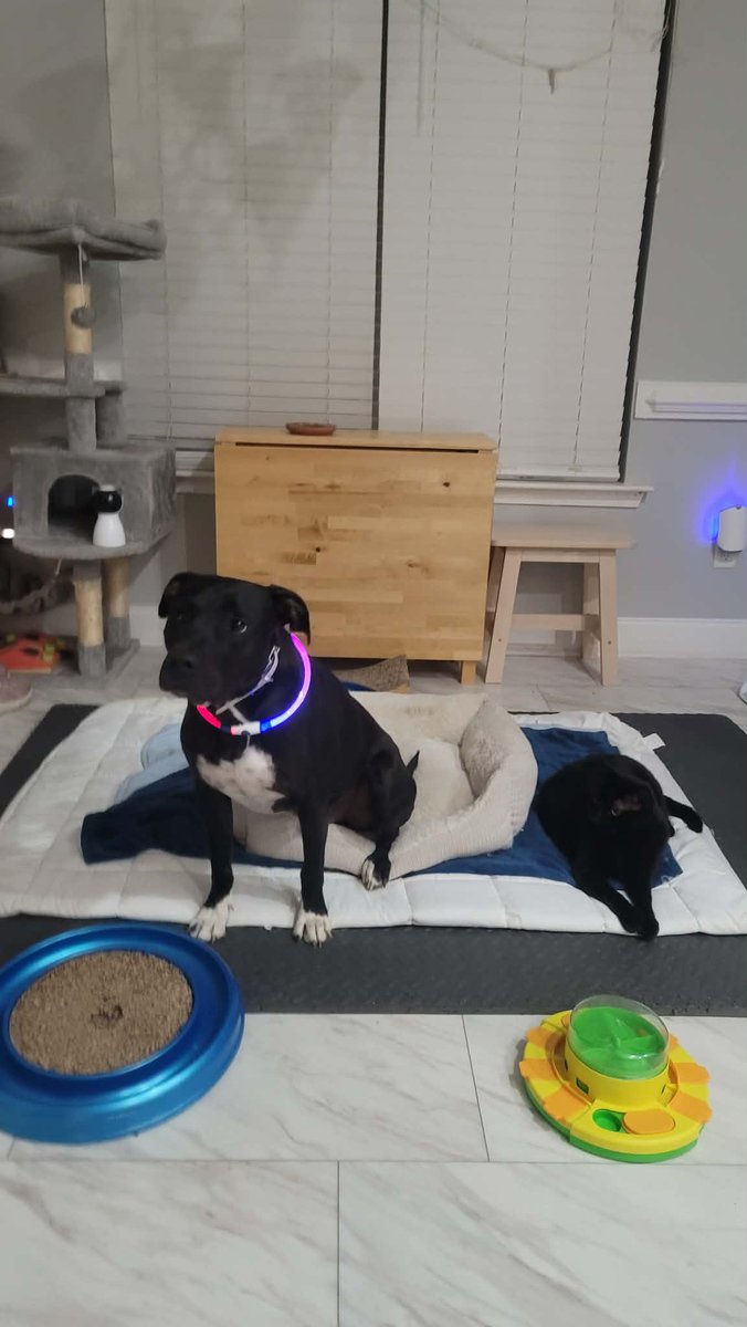 Kuma Wind tweet media