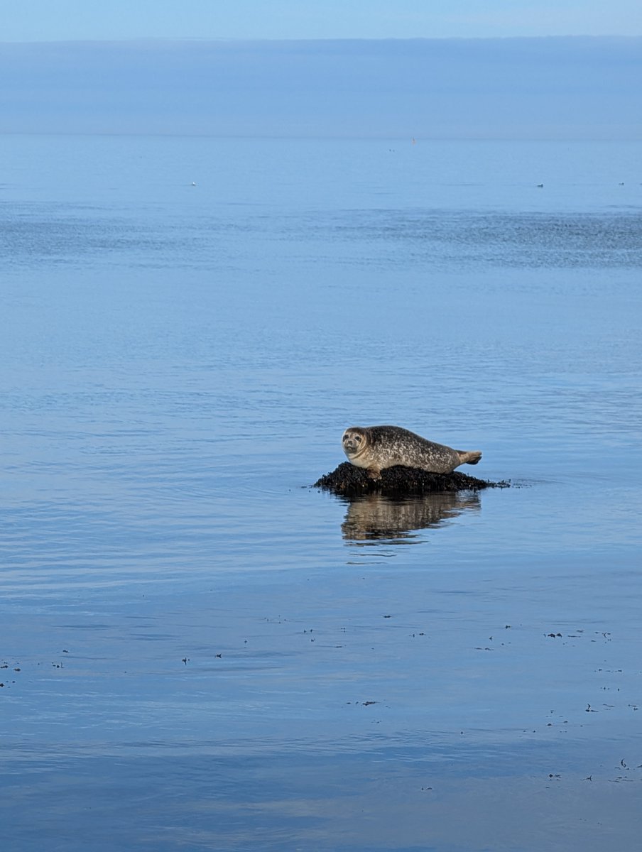 Robert S.mann tweet media