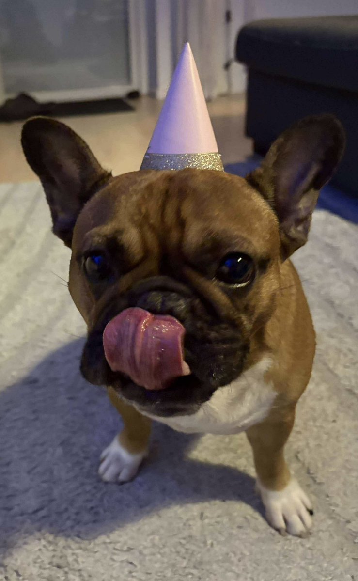 First-class Frenchies tweet media