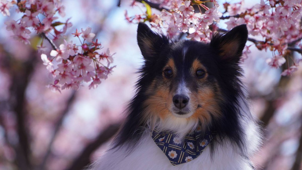 RiroDog's tweet photo. 桜と小さいシェルティティーナ💮
桜より他のワンちゃんが気になってました
2枚目あたってるって…の顔 https://t.co/LTSNUI4KTH
