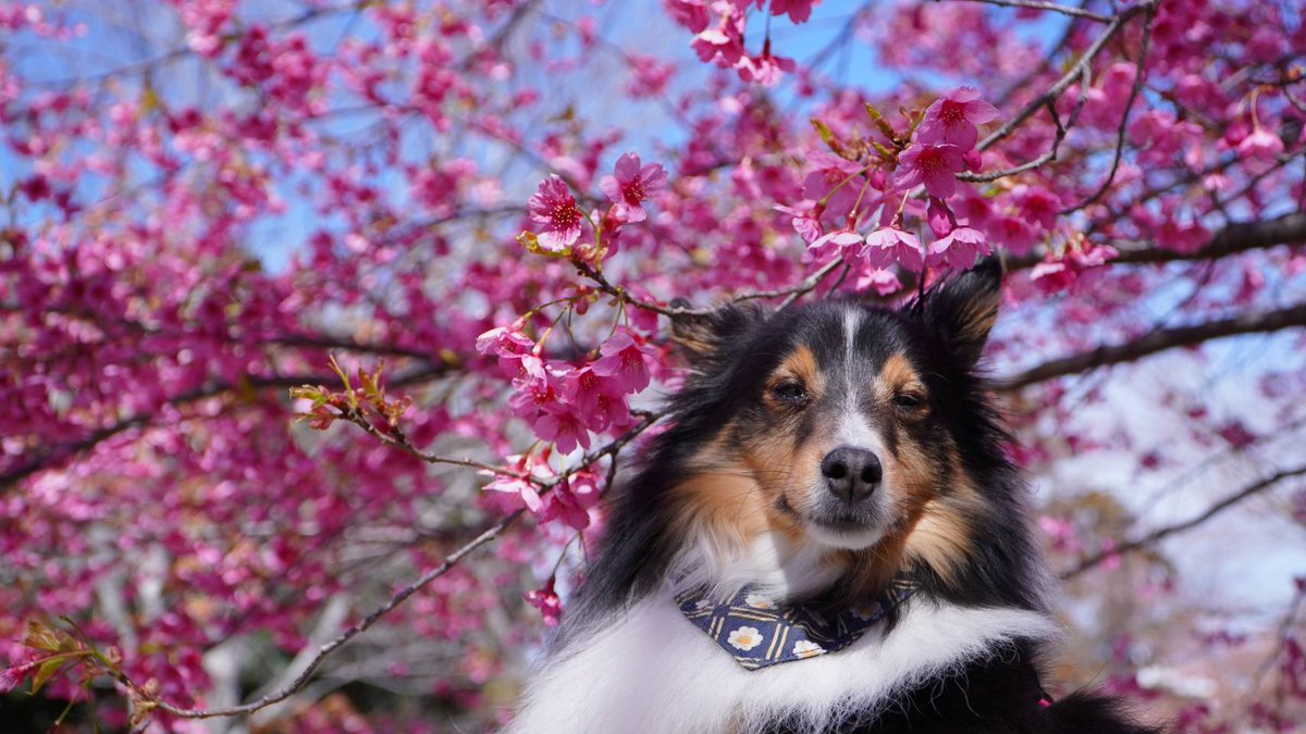 RiroDog's tweet photo. 桜と小さいシェルティティーナ💮
桜より他のワンちゃんが気になってました
2枚目あたってるって…の顔 https://t.co/LTSNUI4KTH