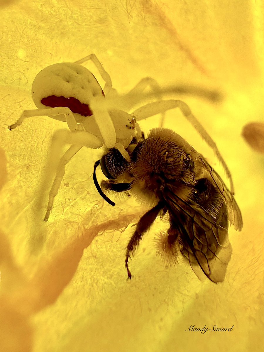 Mandy Simard tweet media