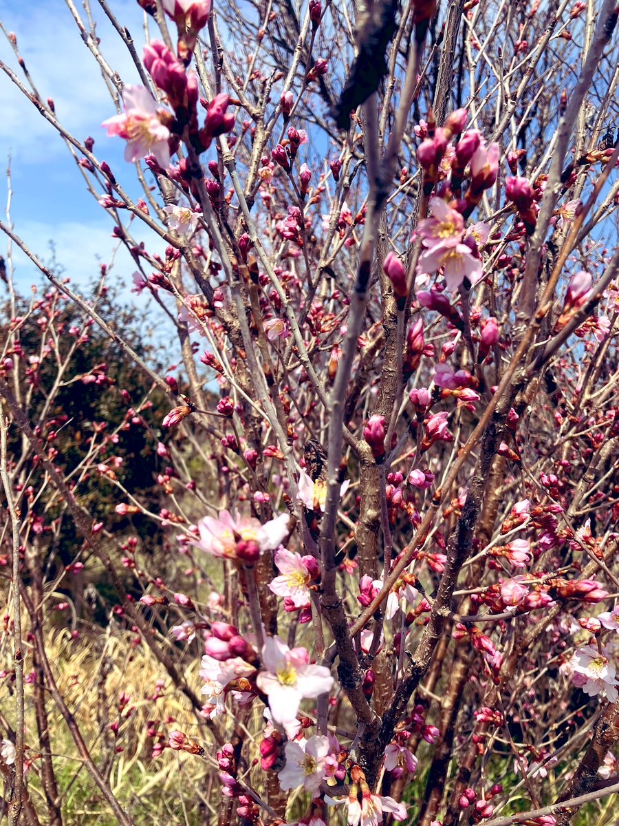 ryou2205's tweet photo. 桜ー🌸
まだ早いけど今年も芽吹きのタイミングに立ち会う事が出来ました✨✨
来年も帰れるかな🤔🤔🤔 https://t.co/eSLKC4saYO