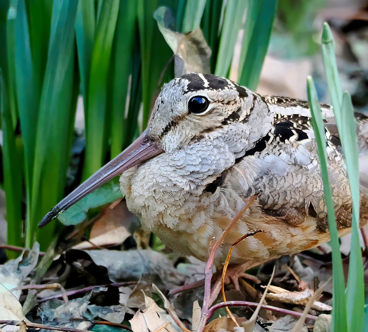 Above_96th tweet media