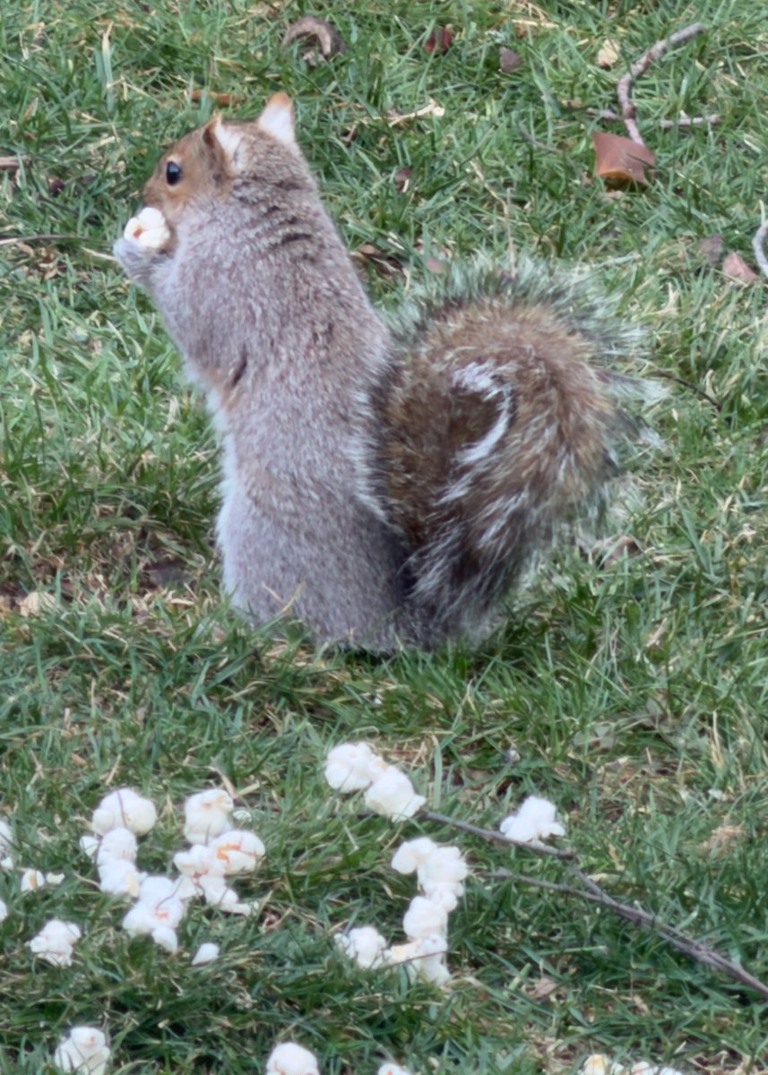 mchesner's tweet photo. Our squirrels are big fans of popcorn. ย Makes one wonder if they have a hidden movie theater in the trees somewhere! ย ;-)
#SuburbanWildlife #Squirrel #GraySquirrel #GreySquirrel #TrumbullCT #Connecticut https://t.co/L44ZwXndOV