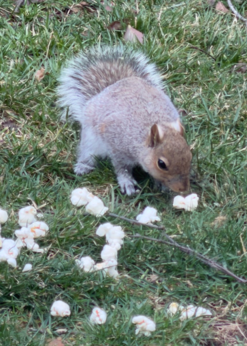 mchesner's tweet photo. Our squirrels are big fans of popcorn. ย Makes one wonder if they have a hidden movie theater in the trees somewhere! ย ;-)
#SuburbanWildlife #Squirrel #GraySquirrel #GreySquirrel #TrumbullCT #Connecticut https://t.co/L44ZwXndOV