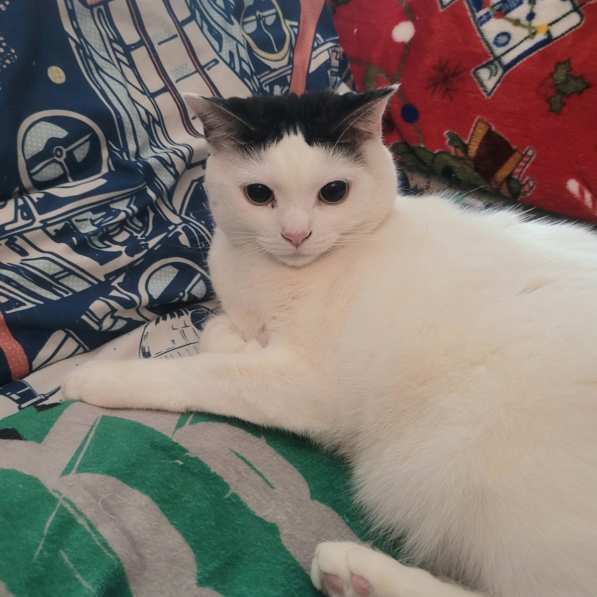 Jedi Mushroom Skywalker tweet media