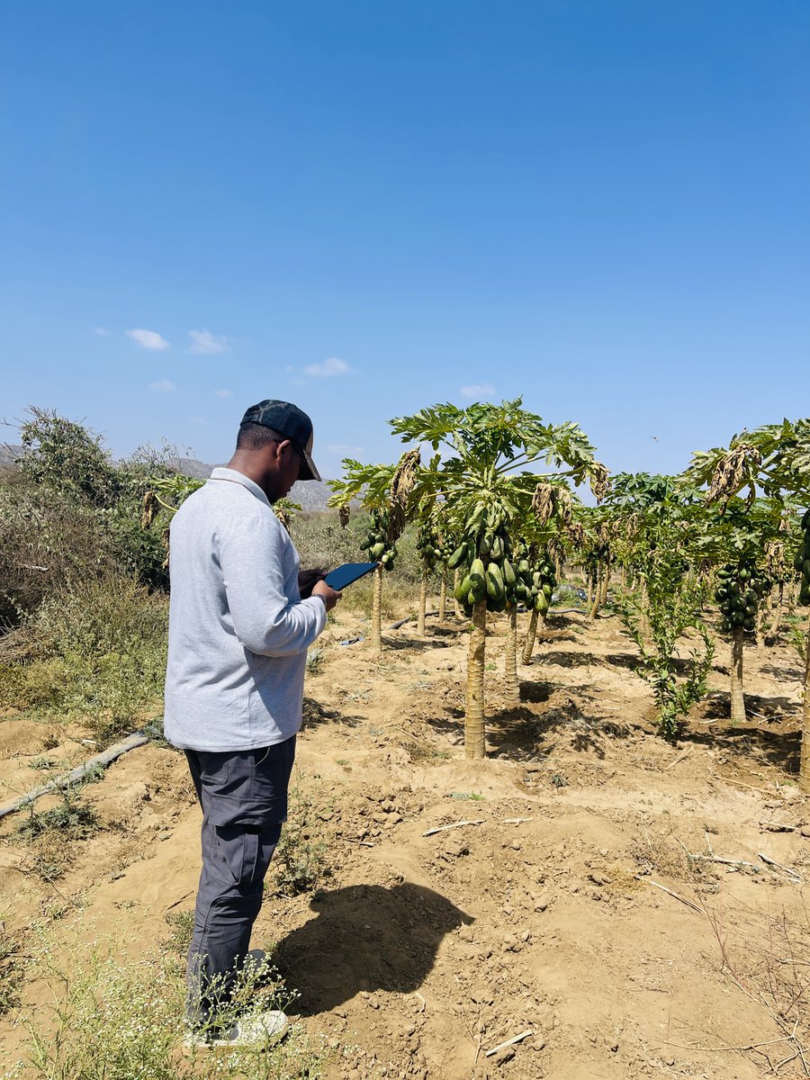 imcsomaliland's tweet photo. 🌱 Baki Field Mission

IMC, with FAO-SWALIM and line ministries, conducted soil sampling &amp; soil profiling in Baki District to support sustainable land management and climate-smart agriculture in Somaliland.

Healthy soils = resilient food systems. 🌍 https://t.co/QzZKweXPhd