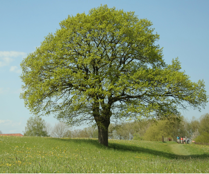 Ferdinand Meeus tweet media