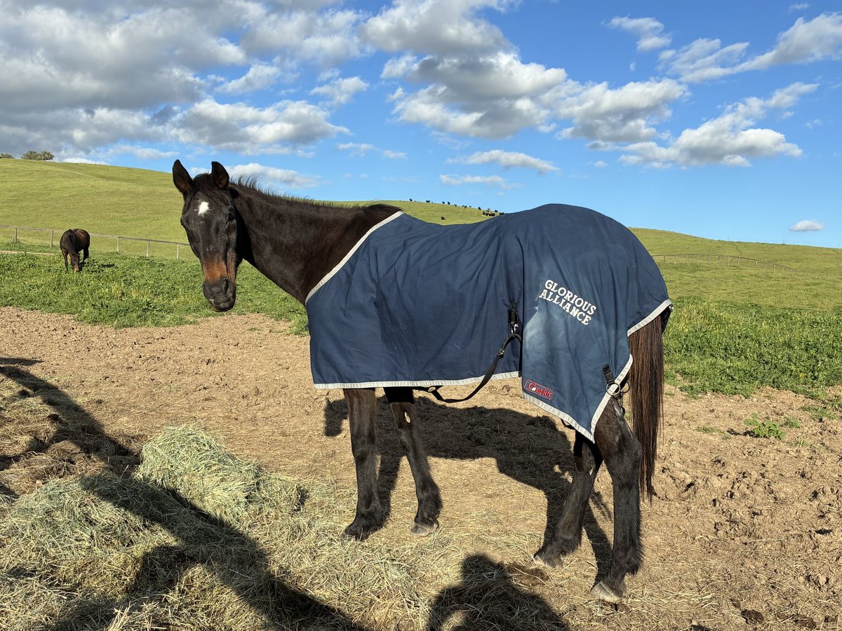 Glorious Alliance tweet media