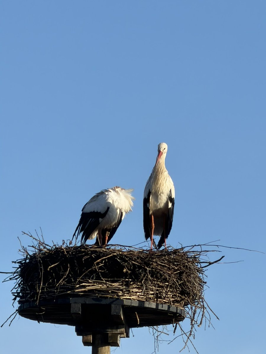 Lodewijk D tweet media