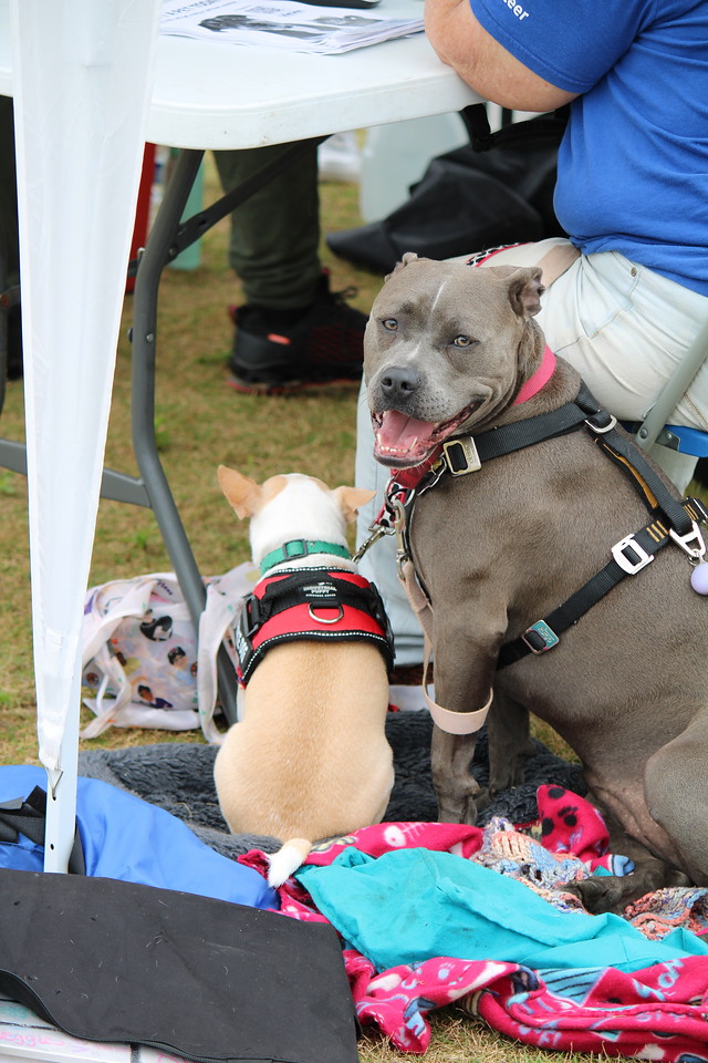 FultonCountyGeorgia tweet media