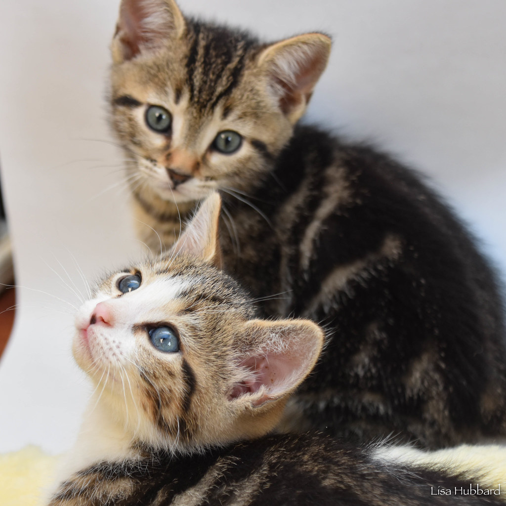 Cincinnati Zoo tweet media