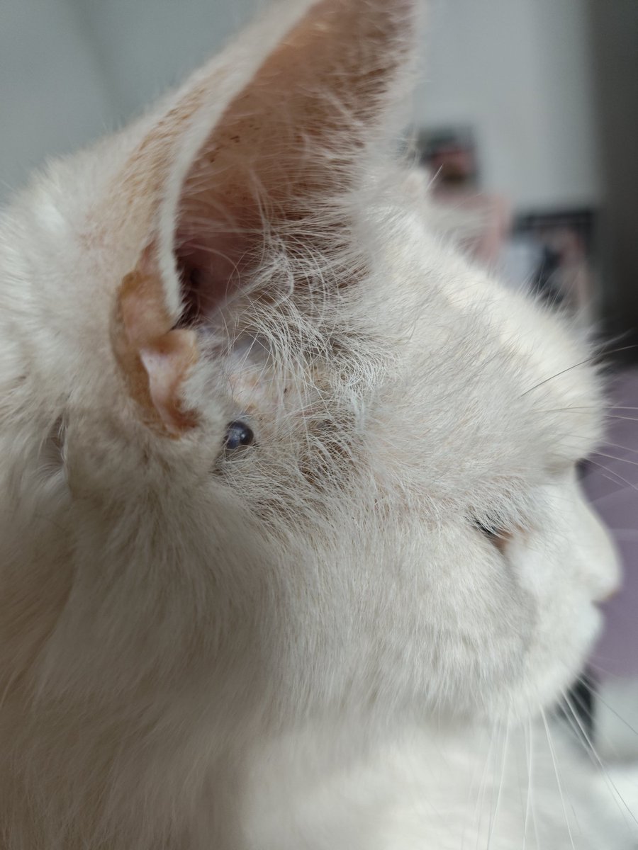 Monkey D. Flowie ✖️ tweet media