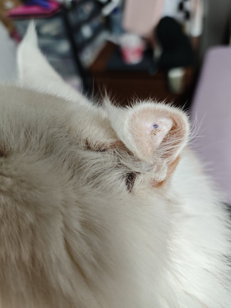 Monkey D. Flowie ✖️ tweet media