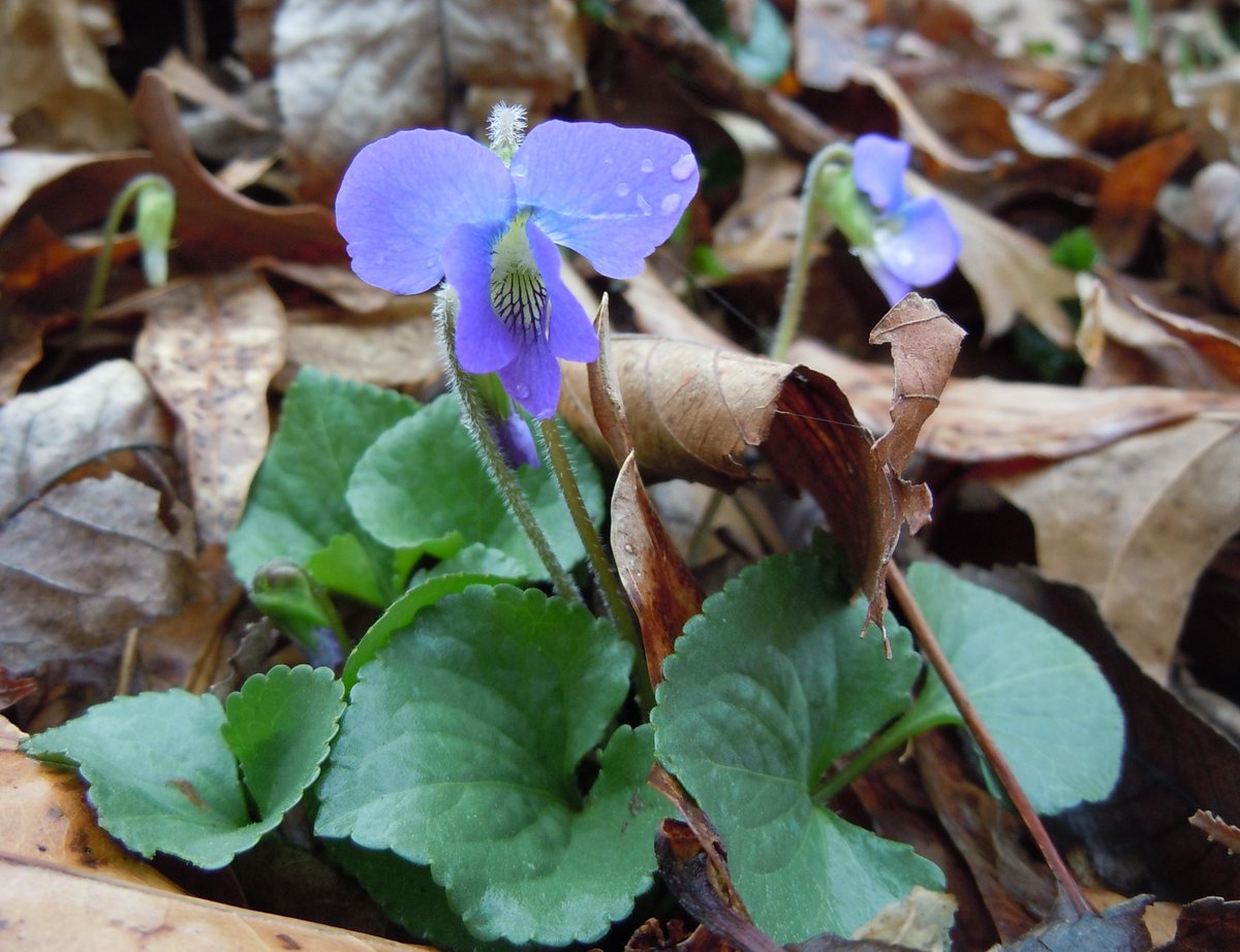 National Wildlife Federation tweet media