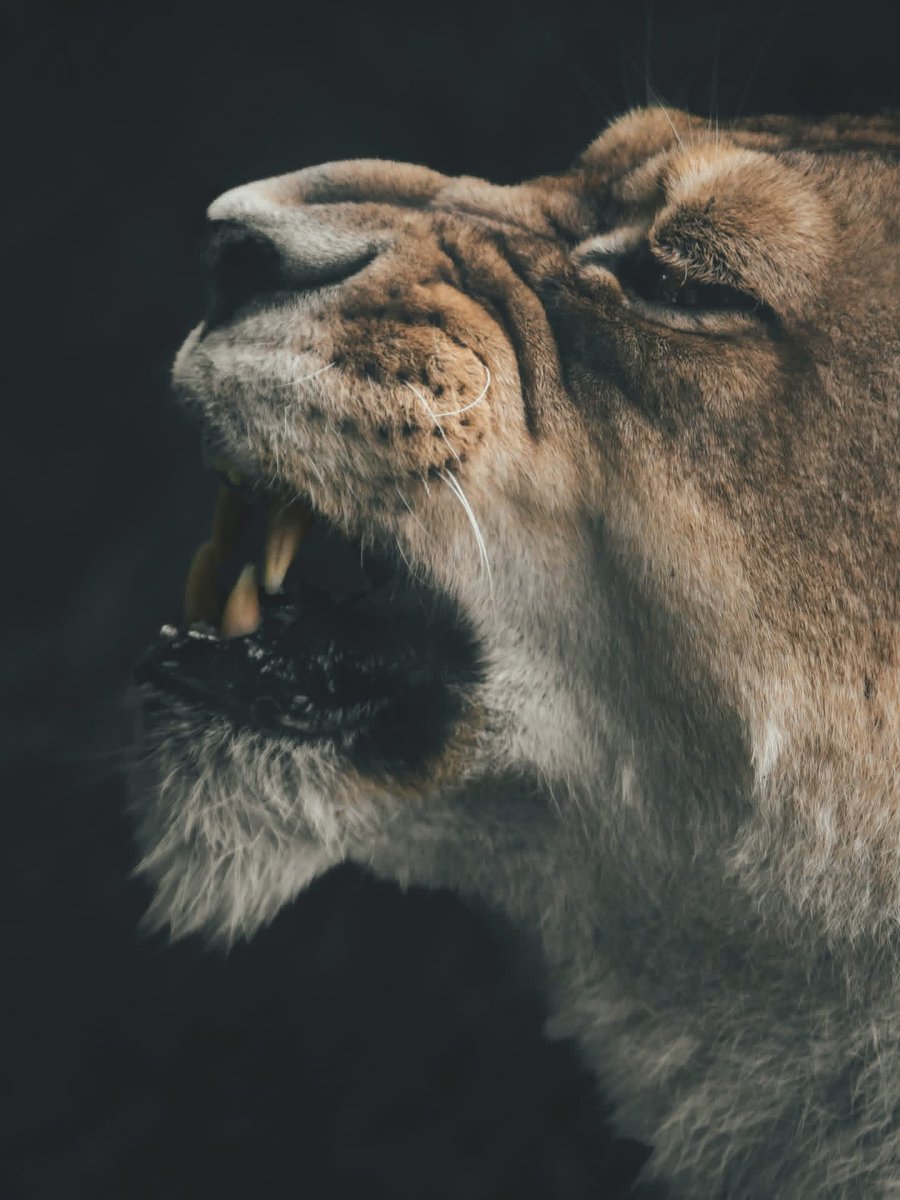 dangerousbtgood's tweet photo. Scripture calls Jesus the Lion of Judah.
The Lion conquered us with grace not force.

A grace strong enough to defeat sin.
A grace bold enough to pursue rebels.
A grace fierce enough to tear shame off a man’s life and call him redeemed.

That kind of grace changes a man. https://t.co/69GLpzmkDC