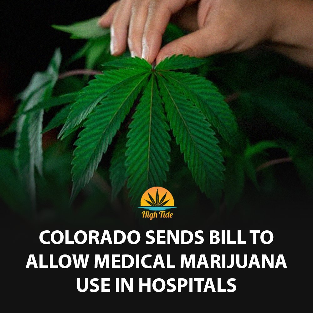 High Tide tweet media