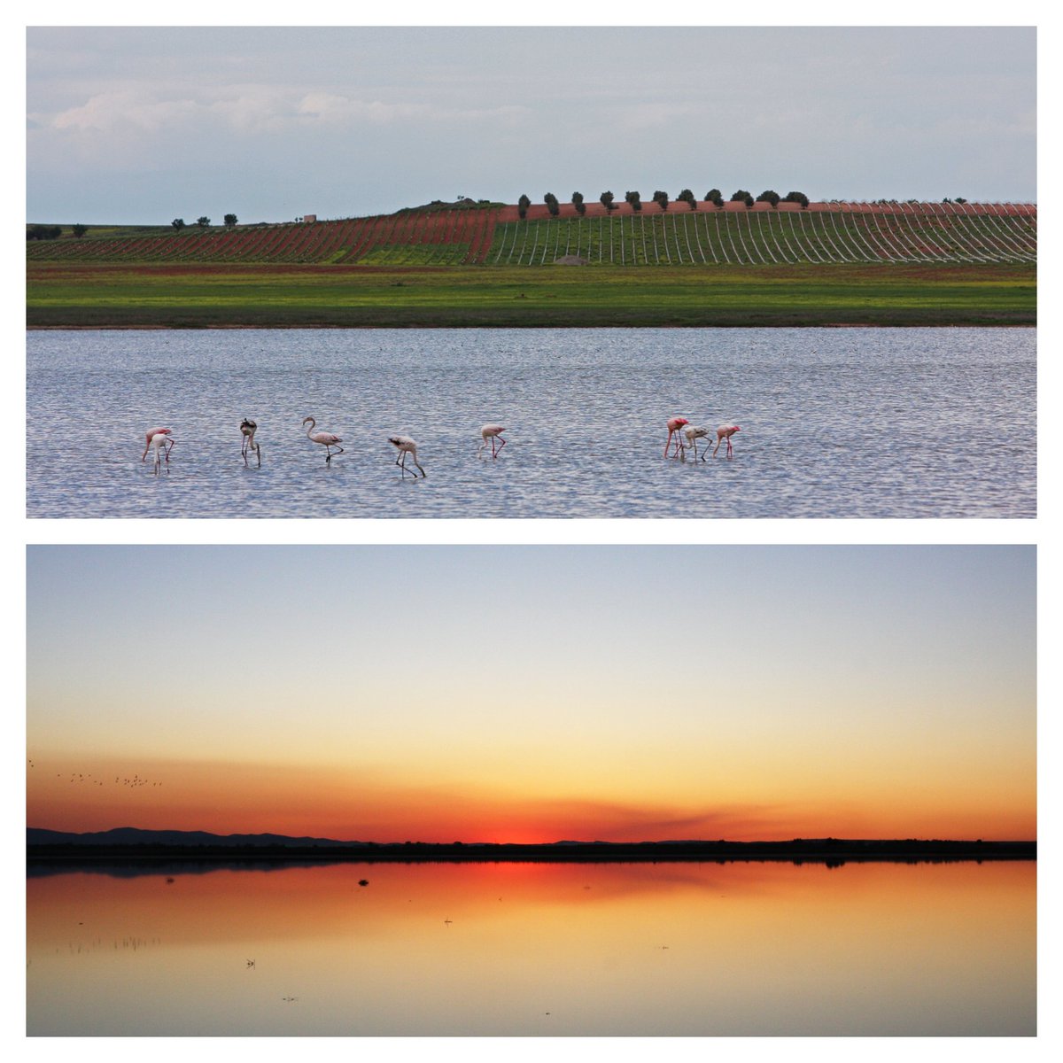 Óscar Checa Algarra tweet media